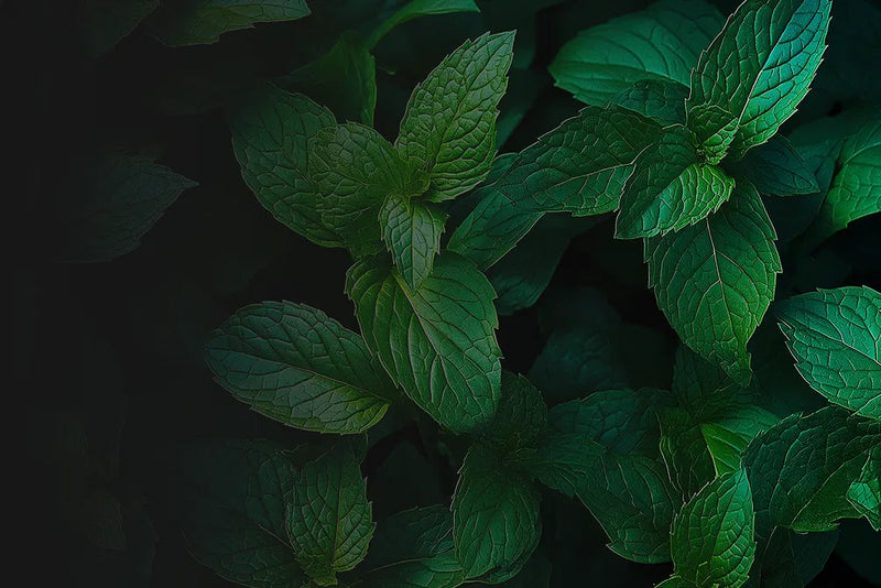 Peppermint Oil