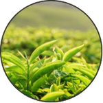GreenSelect Phytosome