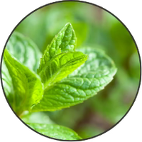 Peppermint Leaf
